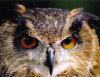 Dingle - European Eagle Owl - Price: €2