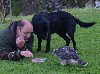 A baby Goshawk being tempted to a food bowl and Musky the Labrador wishing it was his!