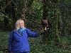 Barbara O\'Flaherty in conversation with her hawk during her recent Hawk Walk.