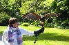 Carolyn Van Vleet flying Stoker on her recent Hawk Walk.