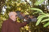 Jim Hassler in action on his recent Hawk Walk.