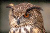 Eagle Owl