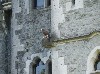 Hawk on Castle