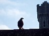 Hawk Silhouetted against the castle