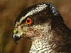 Our male Goshawk