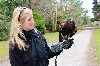 Cassie Archebelle flying Earrach & Geimhreadh on her recent Hawk Walk with us.