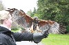Odran Fitzgerald captured this great moment of Joyce coming in to land during his recent Hawk Walk.