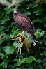 Judith Ashmore took these great photos of her family Hawk Walk here last April.