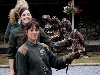 A group photo of the newly named baby Harris hawks:- Stoker, Joyce, Wilde & Swift!