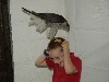 Our male Goshawk and our son grew up together