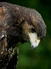 Our newly named female baby Harris hawk:- Swift