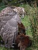 Our fabulous female Goshawk on a cock pheasant she had caught