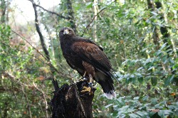 Marty Atkinson captured these great photos of Geimhreadh when he flew him on 20th November.