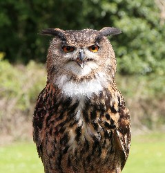 No-one told Dingle it was rude to speak with your mouth full!