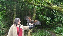 Amy Greer flew Rua & Burren with Mark Murphy on their recent Hawk Walk.