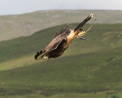 Inca stooping. We have all got very attached to little Inca, our small Peruvian female Harris hawk, she is very talkative and sees no reason to stop while stooping!!