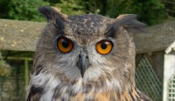 This great photo of Dingle was taken by Jim & Karey Kuhlman, when they flew him recently. I have zoomed in as it was such a great photo.