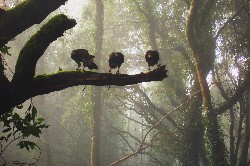 Three of our male Harris hawks by Misty Sheriff