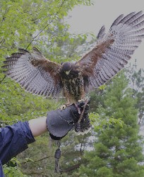 Aztec on his first ever Hawk Walk!!! Thank you to Patrick Daniel for this great photo of Aztec as his wife, Kathryn, flew him on his first Hawk Walk just the other day.