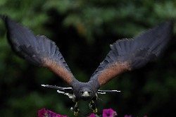 Wow, thank you to Drew Braun and James Monegan for this brilliant photo of Uisce flying, it is one of the best photos we have ever seen.