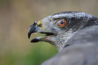 Our female Goshawk is nicely demonstrating the \'third eyelid\' or \'nictitating membrane\' that all hawks have. She is in the middle of eating a crow that she caught yesterday!