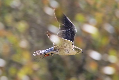 This great photo captures our wonderful falcon Corrib (A Peregrine/Saker hybrid falcon) in action just the other day.