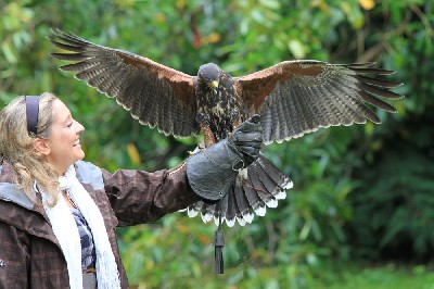 Melanie Murphy flying Joyce, one of the baby hawks that she thought up the name for earlier this year.