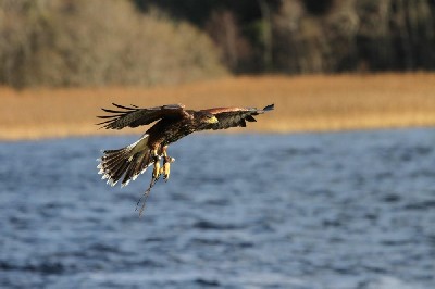 This recent photo shows Stoker when we flew him recently by the lake at Ashford Castle. The babies are expert fliers now, gone are the days of misjudged crash landings!
