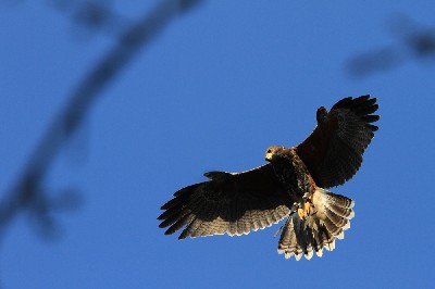 James took this great photo of Wilde showing off how good his flying has become now that he is nearly one year old!