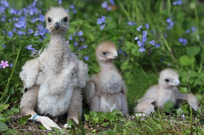 Three of the four new baby Harris hawks of 2013.