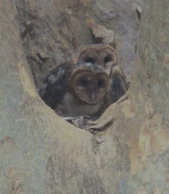 Here is the lovely owl family that Lauren & Jason Brown somehow spotted in Costa Rica.