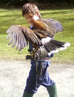 Neachtan\'s Hawk Walk