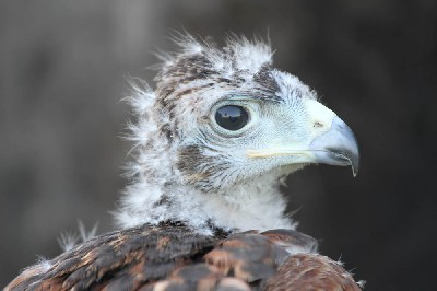 Adolescence is a particularly difficult phase!!! At four weeks old!