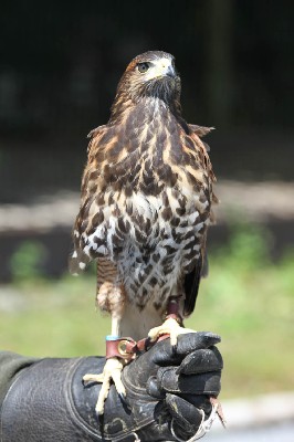 Aztec, is the most advanced of the four, he is a natural flier and has the hang of it already.