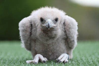 This one has had a bad hair day all day!