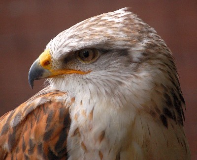 Reg, our 21 year old Ferruginous Hawk has excelled himself today and reached the grand height of 2,078 feet!!! Smashing his old record of 1,575 ft. We can hear the scream of air rushing through his bells when he stoops vertically down to us from these heights! 