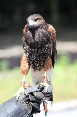 Chico at 9 weeks old, he flew his best ever today, but did have a few crash landings! He puts his feet down far too early in advance of landing and you have to almost 