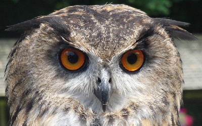 Thank you very much to Hannah Schaller for this outstanding photo of Dingle