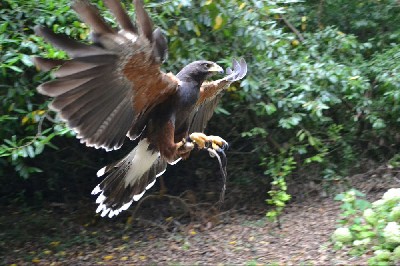 Thank you to Natalie-Anne Downs for this outstanding photo of Samhradh, when she flew him recently.