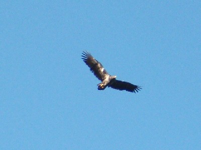 Tony Purcell sent this fantastic photo of one of the released White-tailed Sea Eagles over Lough Corrib. How fantastic to have these birds around.