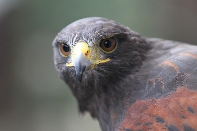 Here is beautiful Fomhar, by popular request of Mike Logan who requested an up to date photo of him.