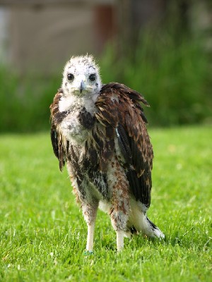 Four weeks, four days old!