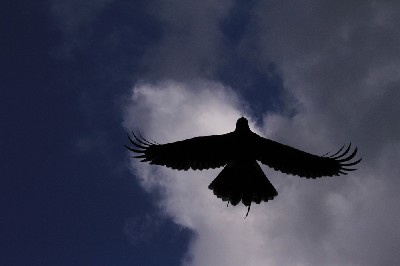 Here is fabulous Swift demonstrating how flexible the wingtip feathers are, how they are able to bend upwards to reduce wingtip vortices and thereby reduce drag, the same reason that modern aircraft now have wingtips that bend upwards!