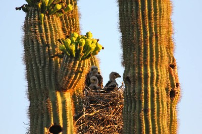 Thank you to Joanne Black for sending this fabulous photo of three baby Harris hawks in Scottsdale, Arizona.