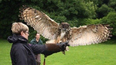 Dingle looks huge as he lands on Laurel Onfrichuk when she flew him with us recently.