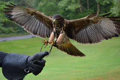 Steve Armstrong & Kylie Begg sent this fabulous photo of Inca landing.