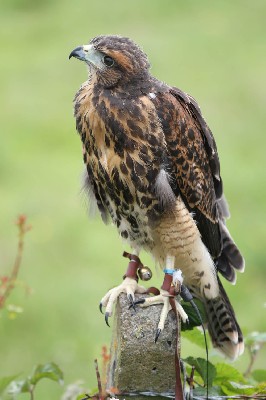 Inca, at 8 and a half weeks old!! Flying free already (only just!!), tends to scare easily and the others seem to pick on her if we don't look out for her!
