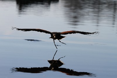 Killary is making progress as he flies lower and lower over the lake in our efforts to re-create the Ladyhawke film scene where the hawk flies low over the water.