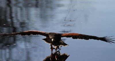 Training complete! Killary flies so low that his talon tips drag through the lake as he flies across!
