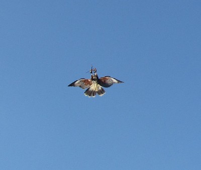 What a great photo of Wilde climbing up and tipping upside down to catch a piece of meat we have thrown up for him. Audra Dalton & Leah Macdonald somehow managed to capture this moment during their recent Hawk Walk. 